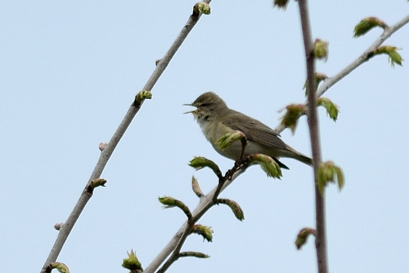 tuinfluiter